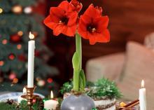 Two red flowers bloom on a stalk among holiday decorations.