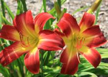 Two large, red blooms have yellow centers.