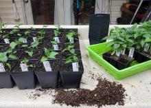 Small plants grow in black plastic trays.