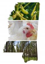 A photo montage displays soybeans, a chicken and trees.