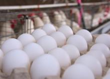 White eggs are pictured in a carton with chickens in the background.