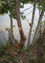 A tree with fresh damage stands at water’s edge next to a chewed-down stump.