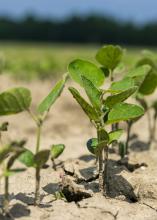 Young soybean plants emerge.