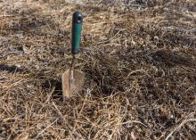 A garden trowel sticks out of the ground.