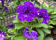 Purple blooms have white speckles.