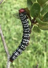A black caterpillar with rows of white spots rests on a twig.