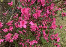 A bush has dozens of hot-pink blooms.