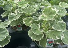 Small plants in pots have white-edged leaves.