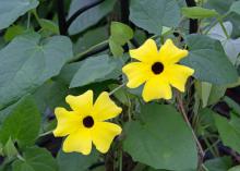 Two yellow blooms have black centers.
