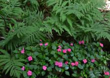 Pink flowers bloom in a shady area with green leaves.
