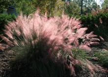 Tall grasses glow pink when backlit by the sun.