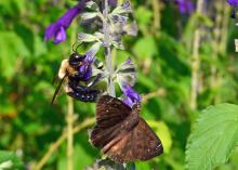 A bumblebee and a moth rest on a stalk with purple flowers.