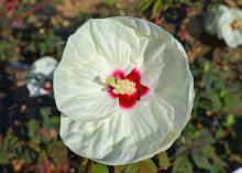 A large white flower has a red center.