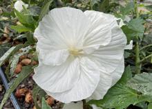 A large flower is solid white.