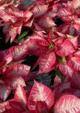 A poinsettia has marbled red and white bracts.