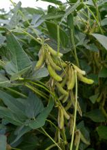 A cluster of green soybean pods hangs on a plant.