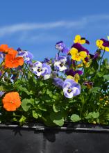Flowers in blue, white, orange, yellow and purple blooms in a container.