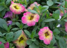 Several pink flowers have yellow tinted edges.