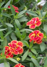 Red flowers have bright yellow edges.