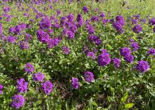 Purple flowers rise above a bed of green foliage.