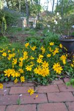 Yellow flowers cover a bush near a brick patio.