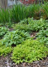 Mounds of green plants grow in a landscape bed.