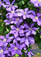 Large, purple flowers cover a vine.