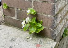 Small plants with white flowers grown between bricks on the wall.