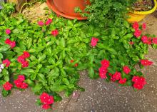 Red flowers bloom from small green plants.
