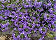 Blue blooms cover a small plant.