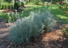 A silvery plant grows upright stalks.