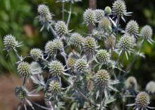 A plant is covered with round, silver balls.