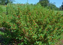 A bush is covered in dozens of small red flowers.