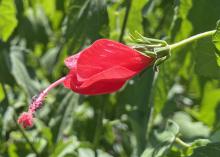 A single red flower grows from a green plant.