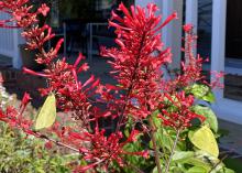 A bush has a spiky red cluster of flowers.