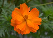 A single orange flower blooms against a green background.