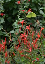 A yellow butterfly rests on a stalk with red flowers.