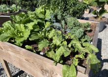 Wooden boxes are filled with a variety of green plants.