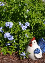 A ceramic chicken sits in front of a bush with blue flowers.