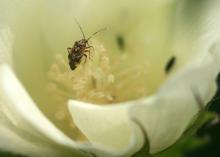 A small bug sits inside a white cotton flower.