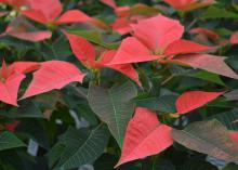 Vivid red bracts top green poinsettias.