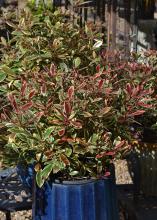 A shrub with red edges grows from a large, blue pot.