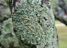 Light green, textured patches cover a tree branch.