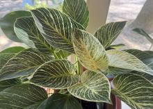 A plant has large green leaves with white edges and stripes.