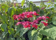 Small red and pink flowers bloom above green leaves.