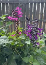 Blooms in pink and purple on spikes.