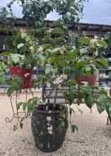 A small, blooming tree grows in a container.