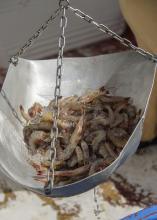 Mississippi’s shrimp season, which opened June 6, is mostly yielding small brown shrimp. However, hot weather and warmer water in the Gulf is creating ideal growing conditions for the shrimp. (File Photo by MSU Extension Service/Kevin Hudson)
