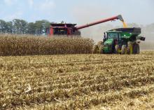 Despite rain delays, corn harvest is in full swing across Mississippi on fields such as this one on a Leflore County farm in Morgan City on Aug. 24, 2016. (Photo by MSU Extension Service/Erick Larson)