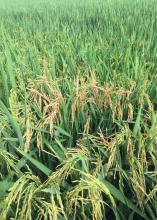 Panicle blight has been more common than normal in Mississippi rice fields in 2016. The upright, infected panicles stand out in this Washington County field. (Submitted photo/James Bowen)